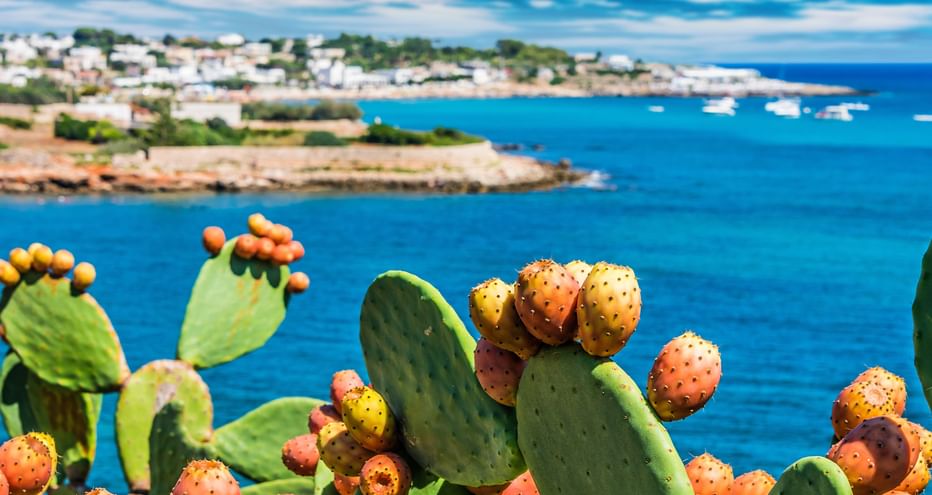 Blick über Feigenkaktus auf das Küstenstädtchen Santa Maria di Leuca