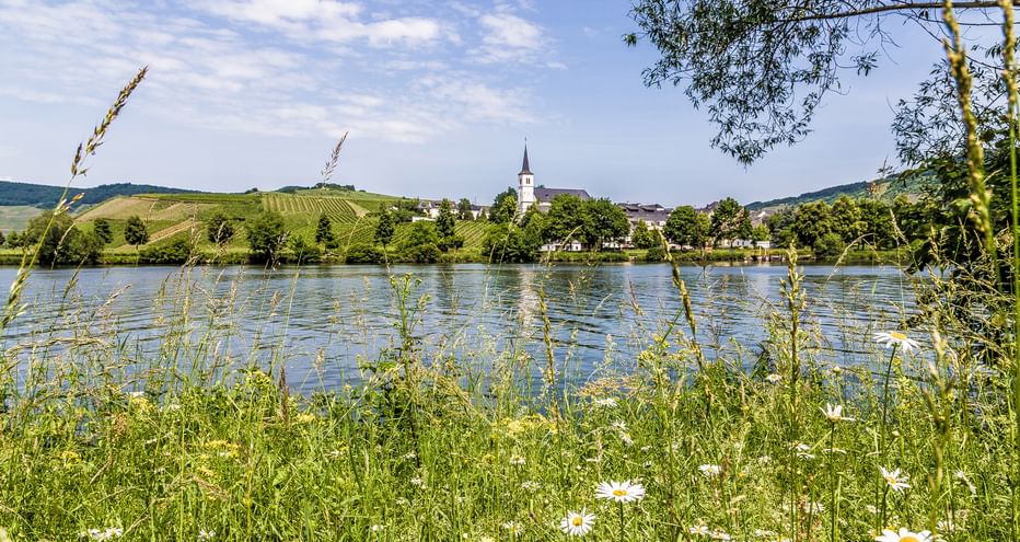 Blick über die Mosel mit Wildblumen im Vordergrund, Dorf mit Kirchturm und weinbewachsenen Hügeln im Hintergrund unter blauem Himmel.