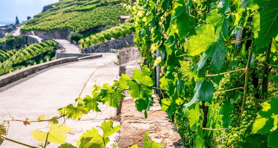 Lush green grapevines in foreground with a paved cycling path winding through terraced vineyards on hillsides along the Rhône route.