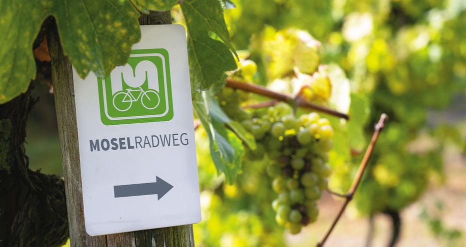 Weißes Moselradweg-Schild mit grünem Fahrrad-Logo und Richtungspfeil, an Holzpfosten im Weinberg mit grünen Trauben befestigt.