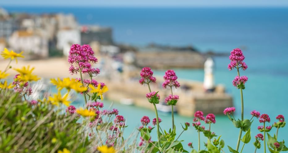 Rosa und gelbe Wildblumen im Vordergrund mit unscharfem Küstenblick auf Cornwall-Strand, türkisfarbenes Meer und Gebäude im Hintergrund.