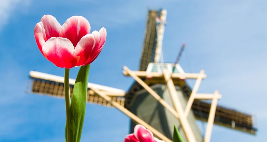 Rot-weiße Tulpen im Vordergrund mit traditioneller holländischer Windmühle unscharf im Hintergrund vor blauem Himmel zur Tulpenblüte.