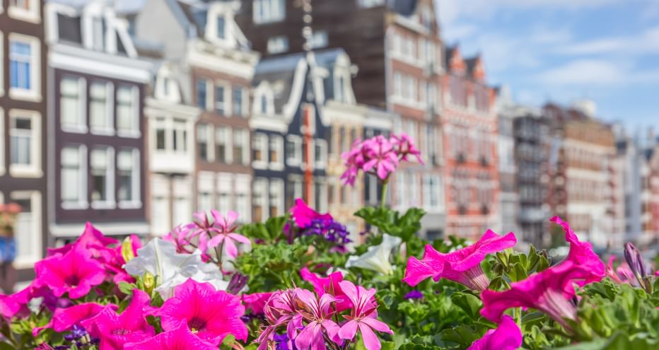 Leuchtend rosa und violette Petunien und Geranien im Vordergrund mit traditionellen Amsterdamer Grachtenhäusern im Hintergrund unter blauem Himmel.