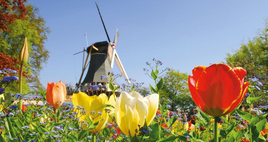 Holländische Windmühle mit bunten Tulpen Traditionelle holländische Windmühle umgeben von blühenden Tulpen in rot, gelb, orange und weiß unter klarem blauen Himmel.